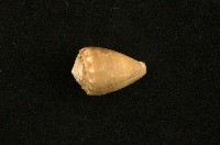 藏品(花冠芋螺)的圖片